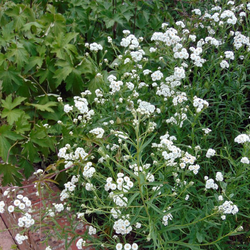 Achillea ptarmica The Pearl (Plant habit)