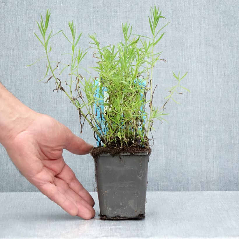 Achillea ptarmica 8/9 cm pot sample as delivered in summer