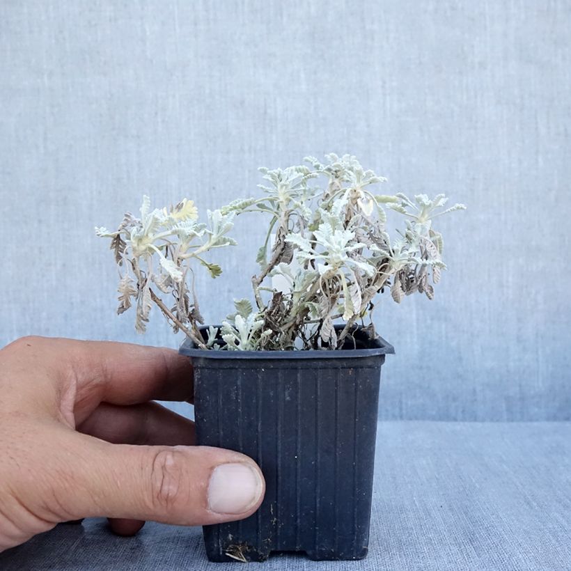 Achillea umbellata 8/9 cm pot sample as delivered in summer