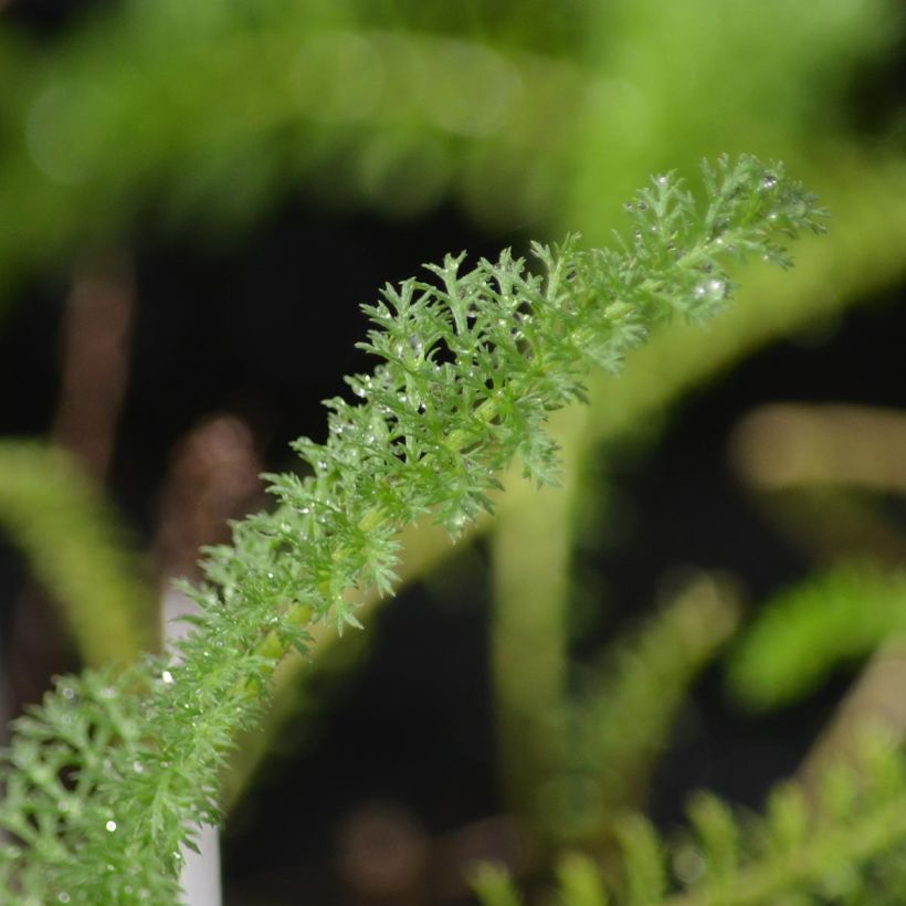 Achillea millefolium Apfelblüte (Foliage)