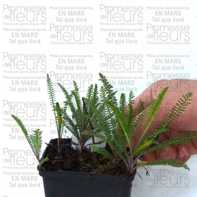 Example of Achillea millefolium Chamois 8/9 cm pot specimen as delivered