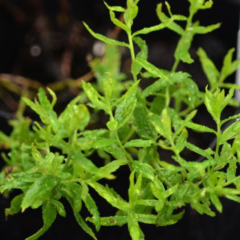 Achillea ptarmica Perrys White (Foliage)