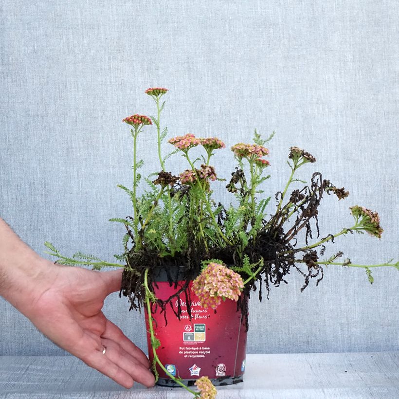 Achillea millefolium Desert Eve Red 2L/3L pot sample as delivered in summer