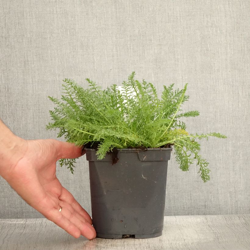 Achillea millefolium Desert Eve Terracotta 2L/3L pot sample as delivered in summer