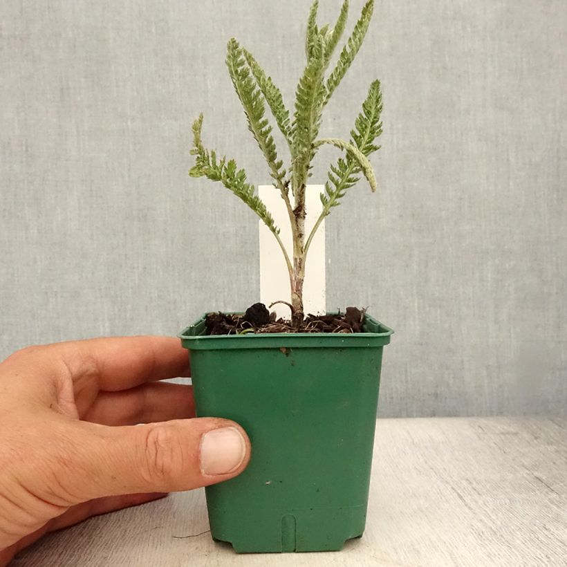 Achillea millefolium Alabaster 8/9 cm pot sample as delivered in summer