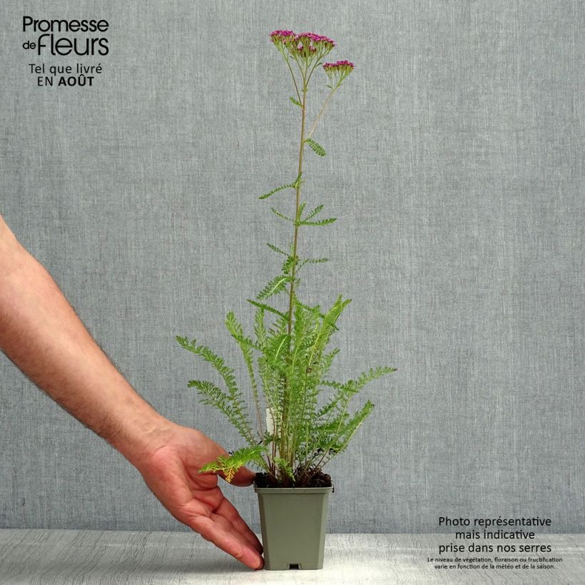 Achillea millefolium Cassis 8/9 cm pot sample as delivered in summer