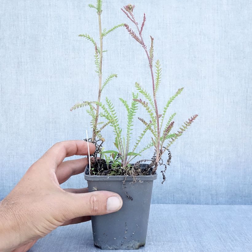 Achillea millefolium Hannelore Pahl 8/9 cm pot sample as delivered in summer