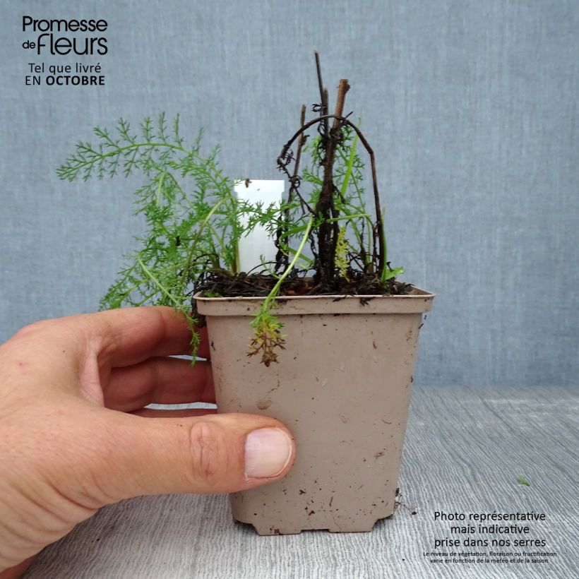 Achillea millefolium Lachsschönheit 8/9 cm pot sample as delivered in autumn