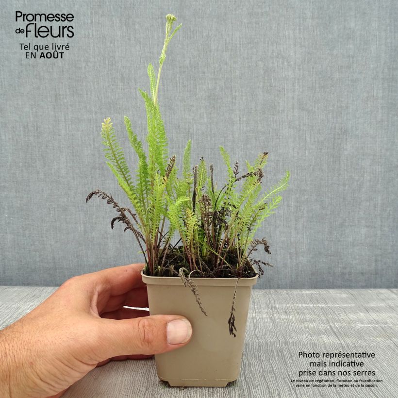 Achillea millefolium Red Beauty 8/9 cm pot sample as delivered in summer