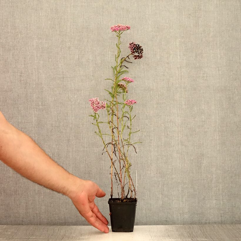 Achillea millefolium Excel 8/9 cm pot sample as delivered in summer