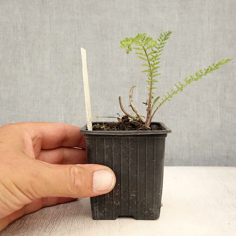Achillea millefolium Pomegranate 7/8 cm pot sample as delivered in summer
