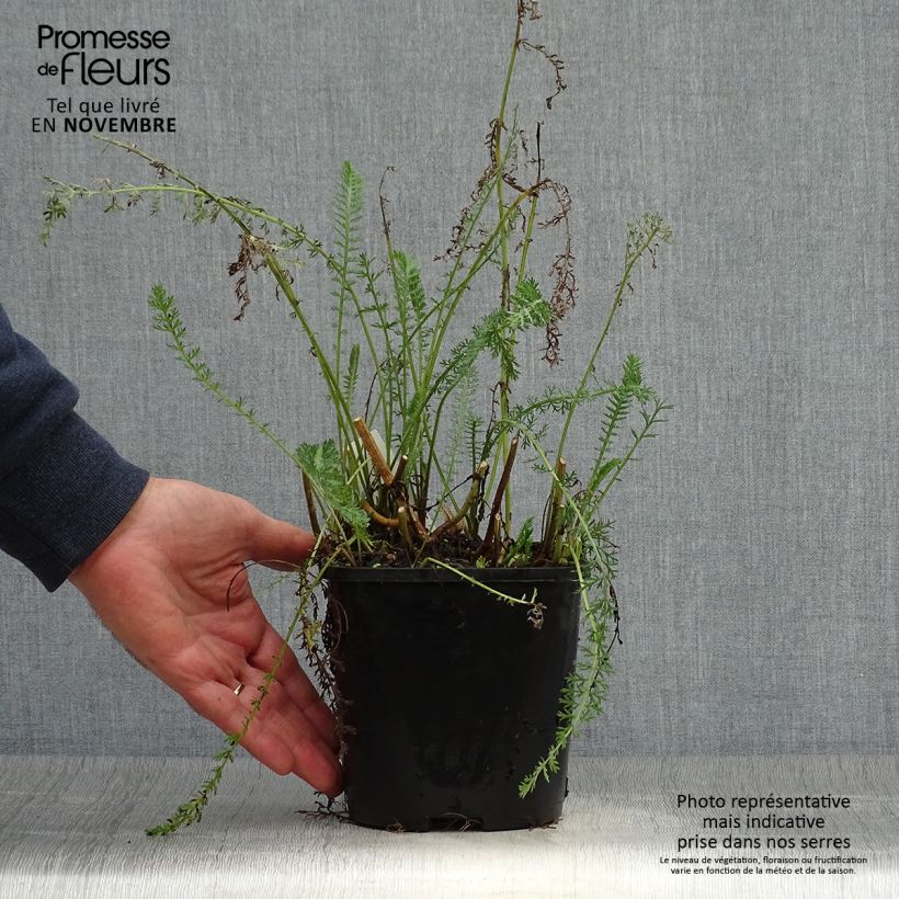 Achillea millefolium Terracotta 2L/3L pot sample as delivered in autumn