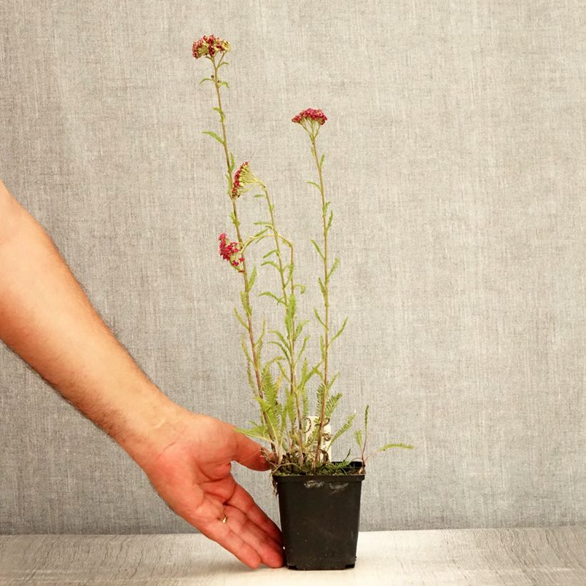 Achillea millefolium Velours 8/9 cm pot sample as delivered in summer