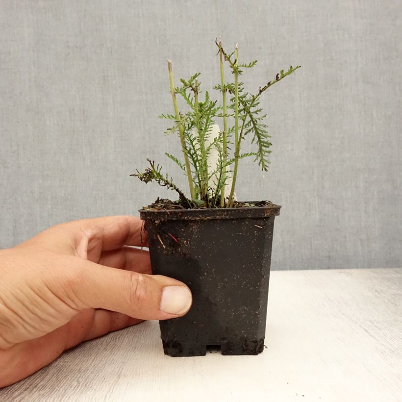 Achillea millefolium Wonderful Wampee 8/9 cm pot sample as delivered in summer