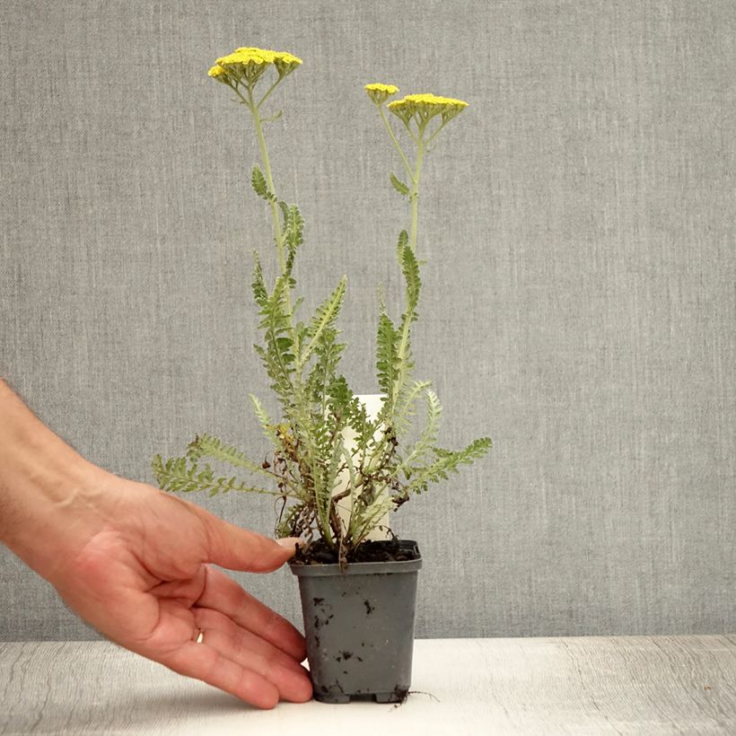 Achillea Moonshine 8/9 cm pot sample as delivered in summer