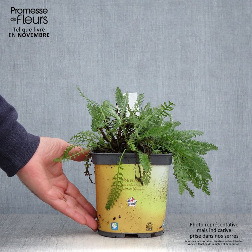 Achillea Moonshine 2L/3L pot sample as delivered in autumn