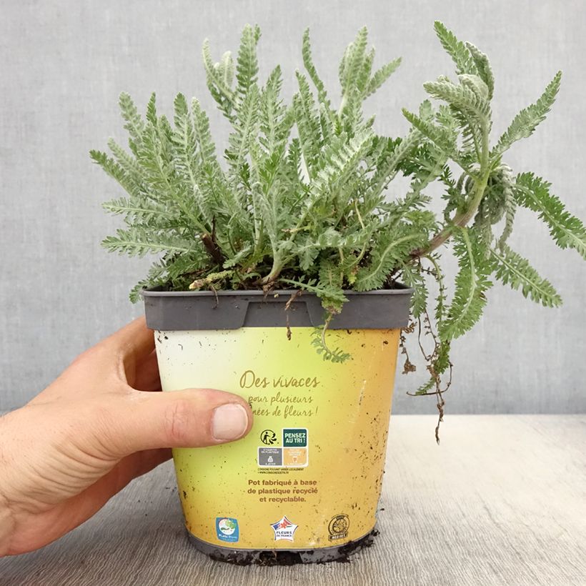 Achillea Moonshine 2L/3L pot sample as delivered in spring