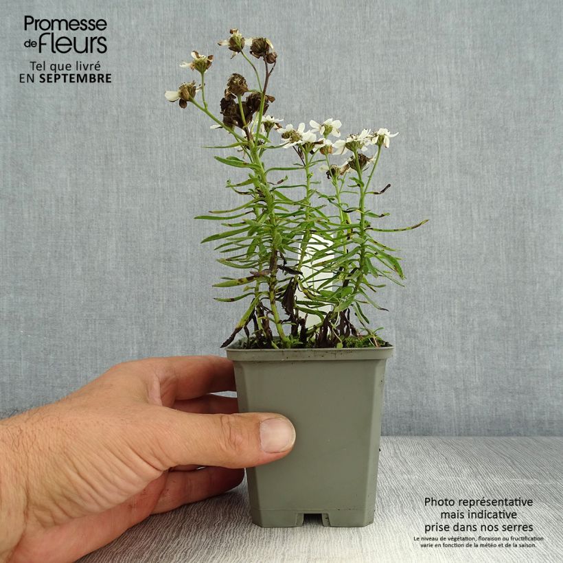 Achillea ptarmica Nana Compacta 8/9 cm pot sample as delivered in summer