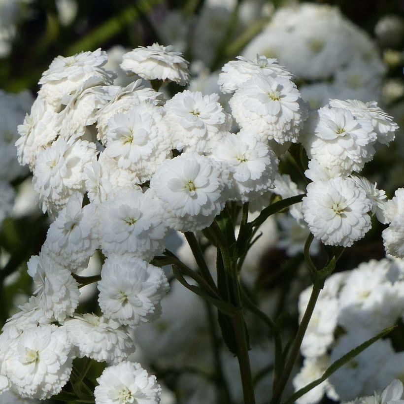 Achillea ptarmica Perrys White (Flowering)