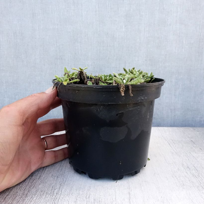 Achillea tomentosa 2L/3L pot sample as delivered in summer