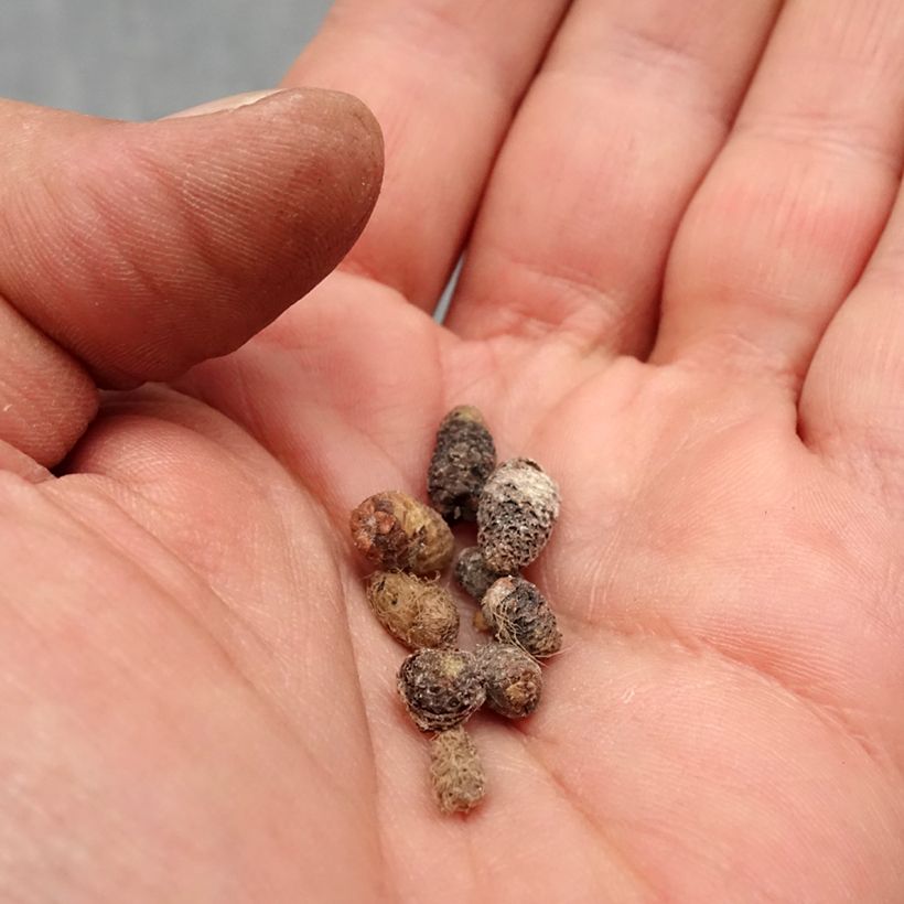 Achimenes Mix - Magic Flower Bulb size I sample as delivered in spring