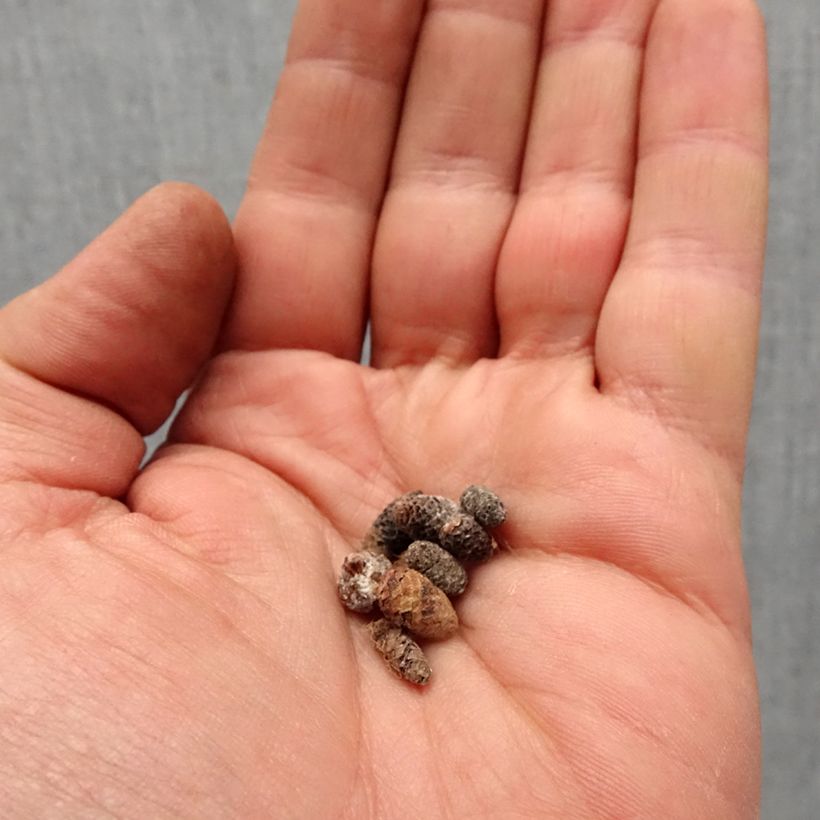 Achimenes Pink - Magic Flower Bulb size I sample as delivered in spring