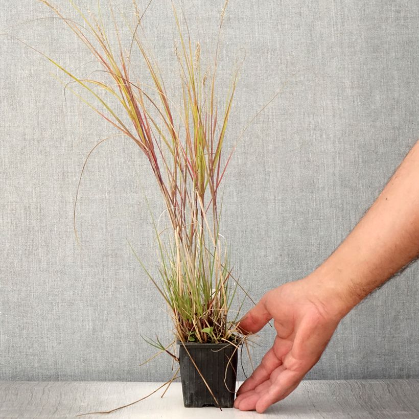 Stipa calamagrostis Allgäu - Silver Feather Grass 8/9 cm pot sample as delivered in summer