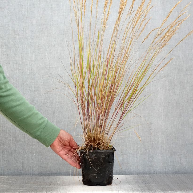 Stipa calamagrostis Allgäu - Silver Feather Grass 1.5L/2L pot sample as delivered in summer