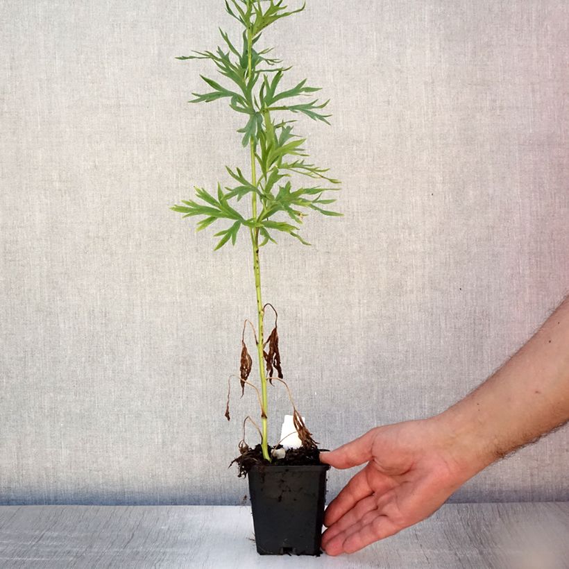Aconitum napellus Album 8/9 cm pot sample as delivered in summer