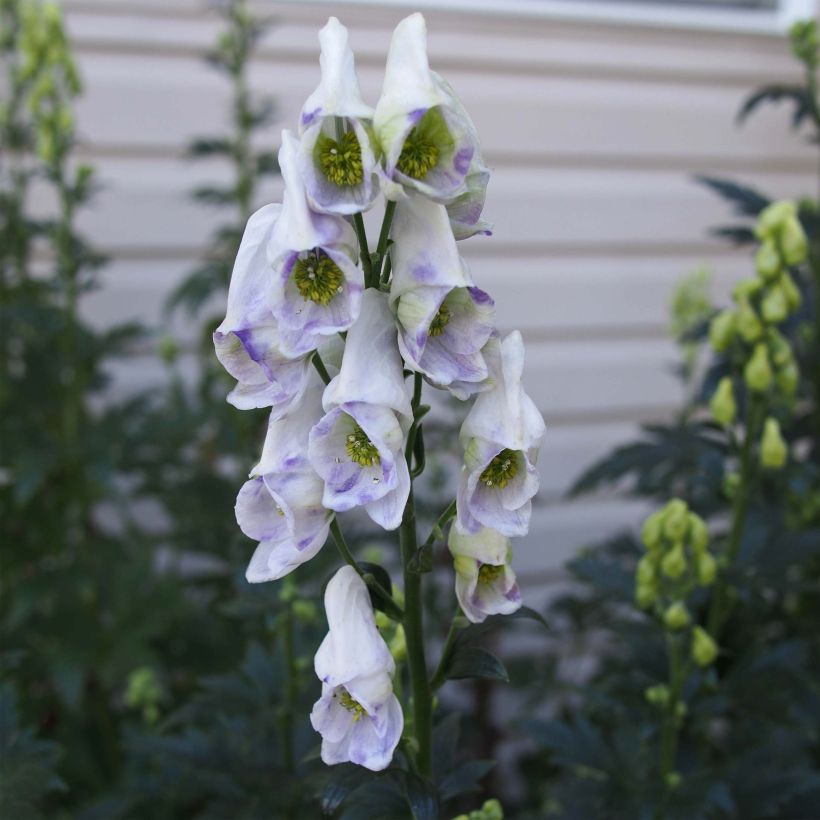 Aconitum carmichaelii Cloudy (Flowering)