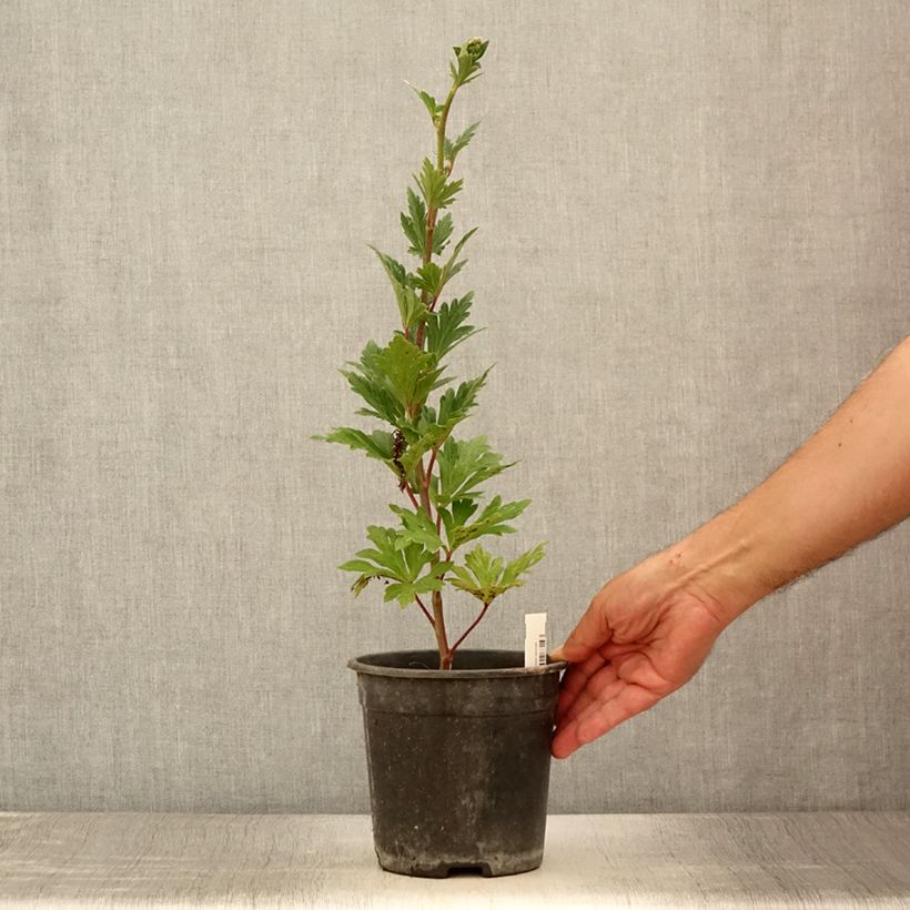 Aconitum carmichaelii Royal Flush 2L/3L pot sample as delivered in summer