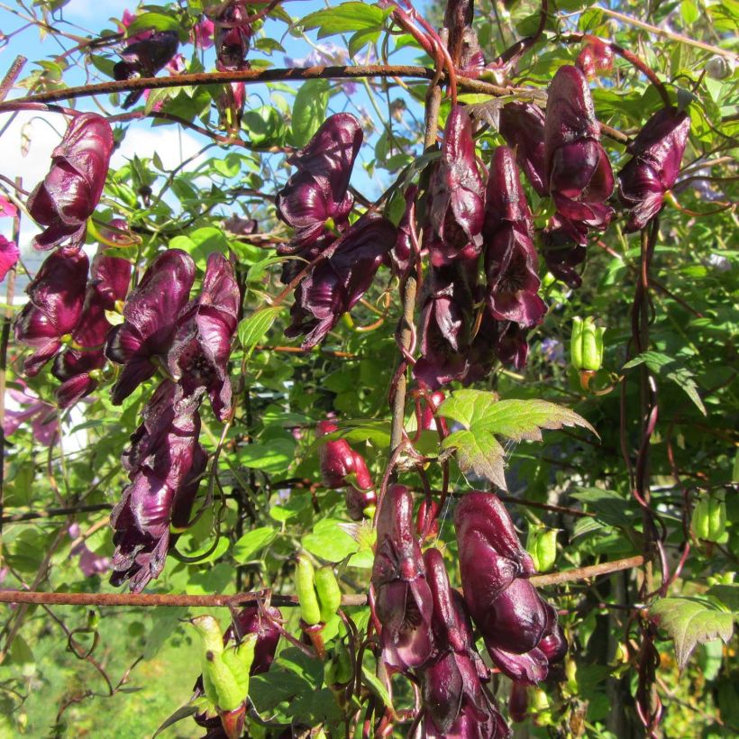 Aconitum hemsleyanum Red Wine (Flowering)