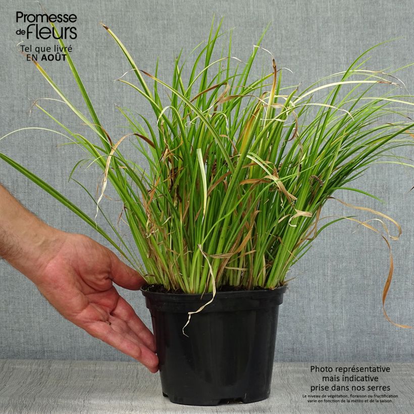 Acorus gramineus Ogon - Variegated Japanese Sweet Flag 2L/3L pot sample as delivered in summer