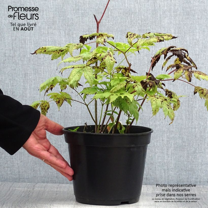 Actaea pachypoda Misty Blue 3L/4L pot sample as delivered in summer