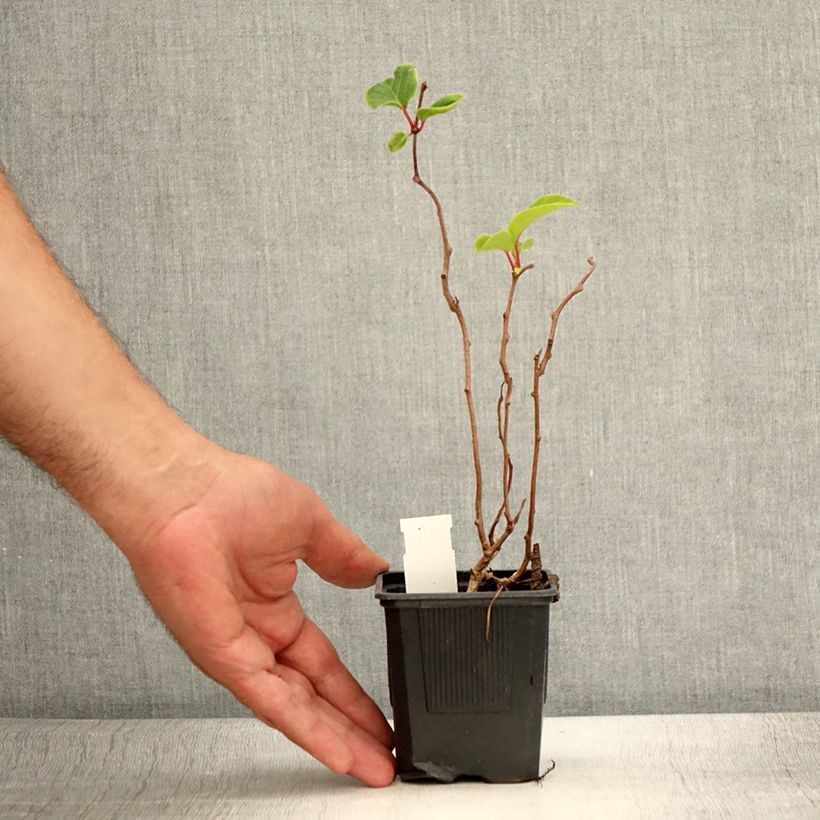 Actinidia arguta Domino 10cm/11cm pot sample as delivered in summer