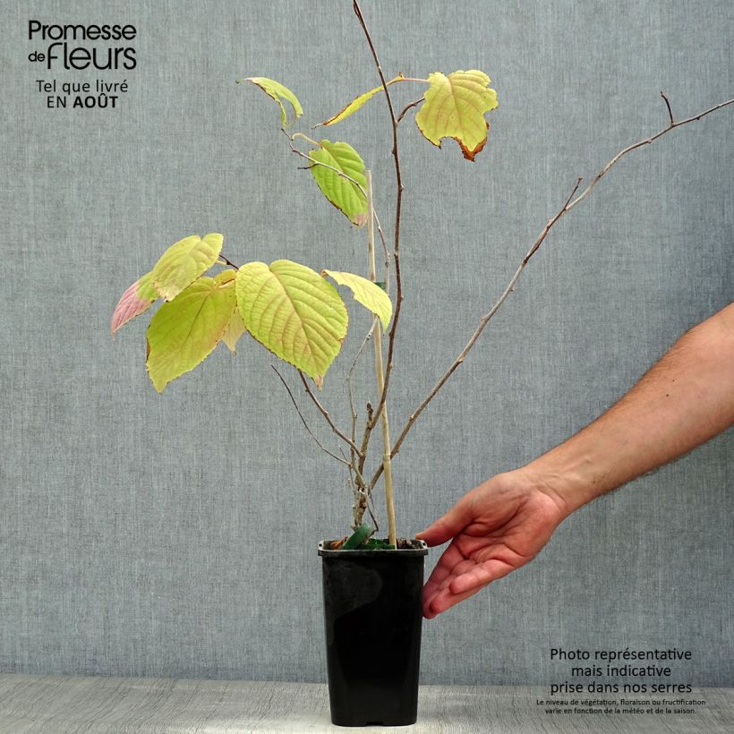Actinidia kolomikta Adam 1.5L/2L pot sample as delivered in summer