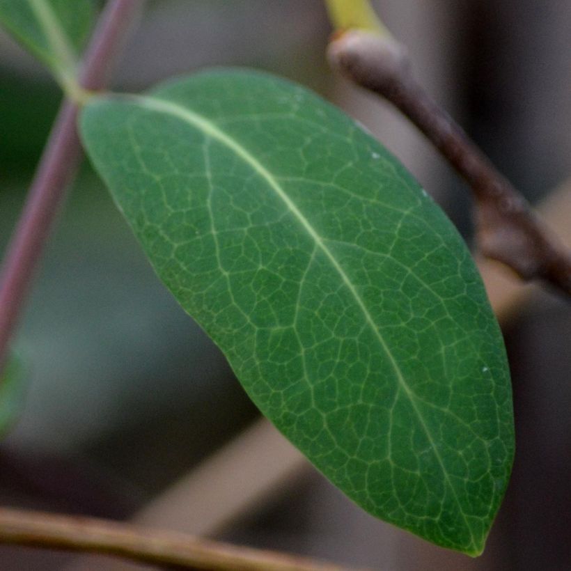 Actinidia kolomikta  (Foliage)