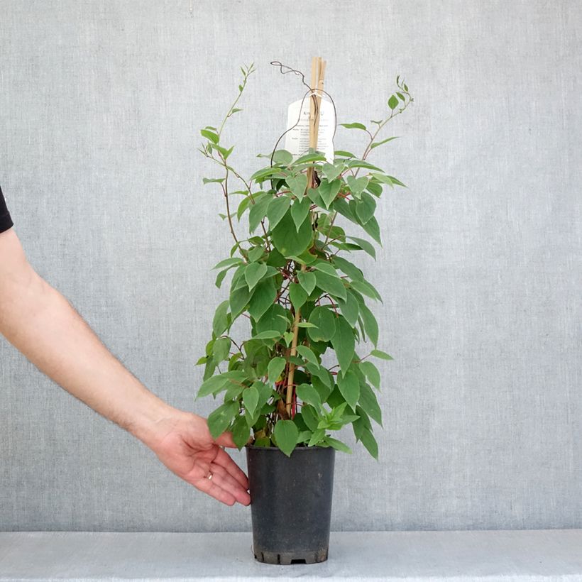 Actinidia kolomikta Red Beauty 2L/3L pot sample as delivered in spring