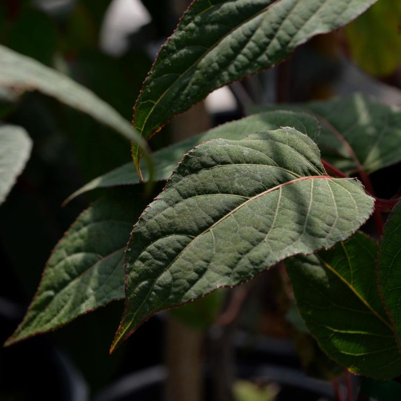 Actinidia pilosula  (Foliage)