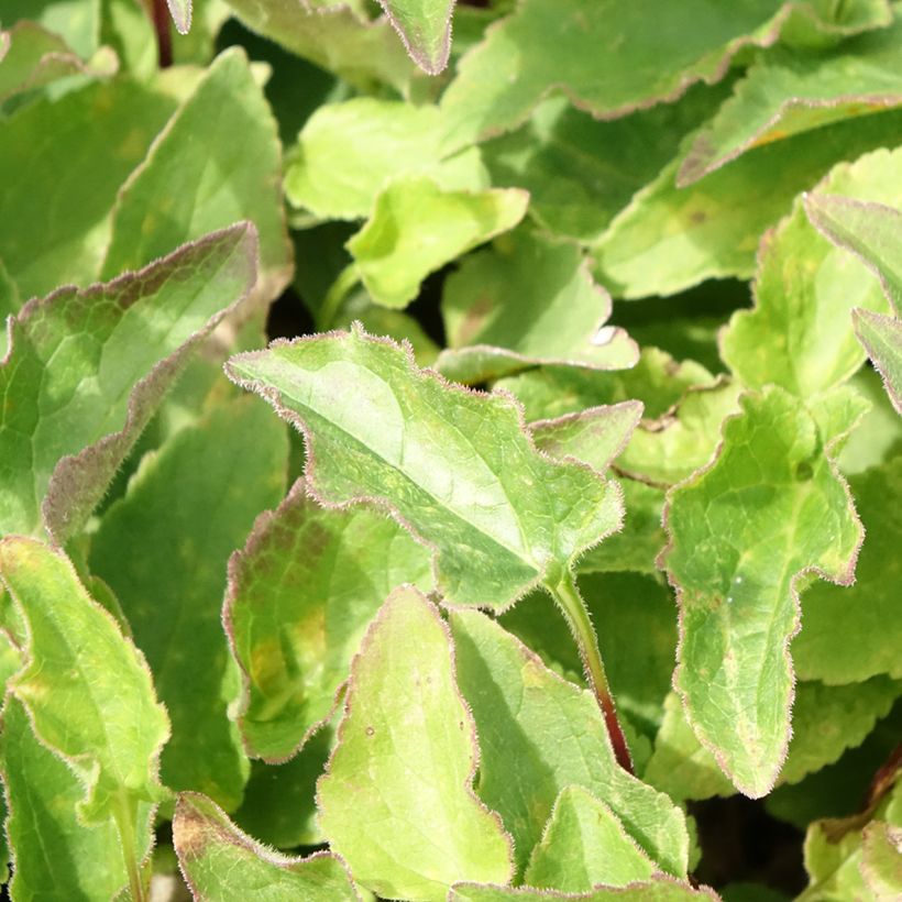 Adenophora confusa Gaudi Violet (Foliage)
