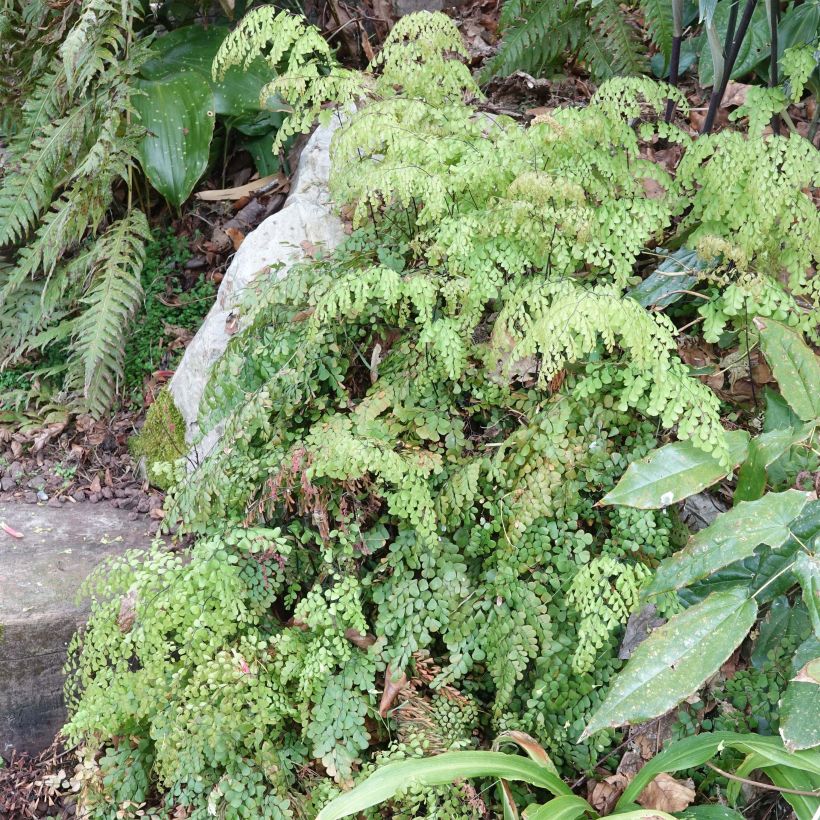 Adiantum venustum (Plant habit)