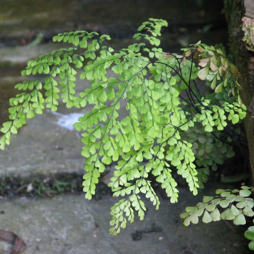 Adiantum venustum (Foliage)