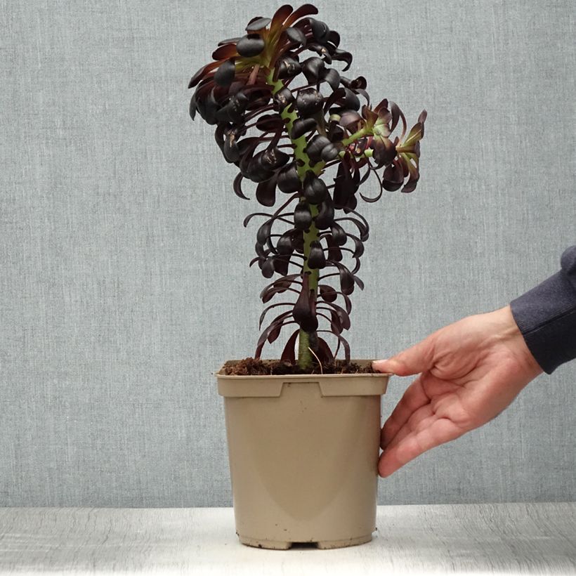Aeonium arboreum var. atropurpureum Schwarzkopf 3L/4L pot sample as delivered in summer