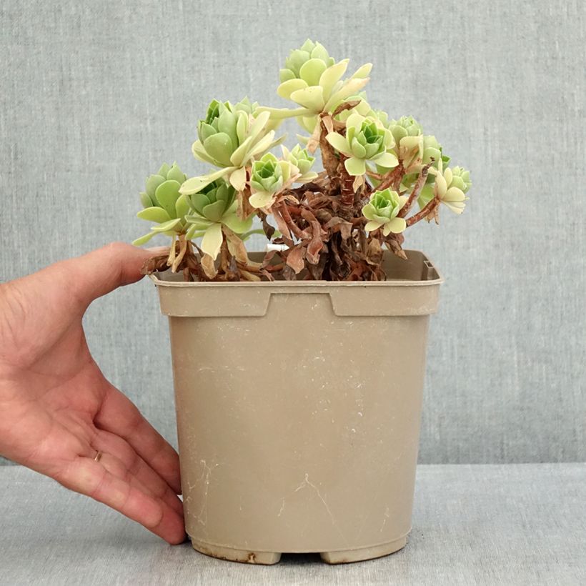 Aeonium Goblin 3L/4L pot sample as delivered in summer