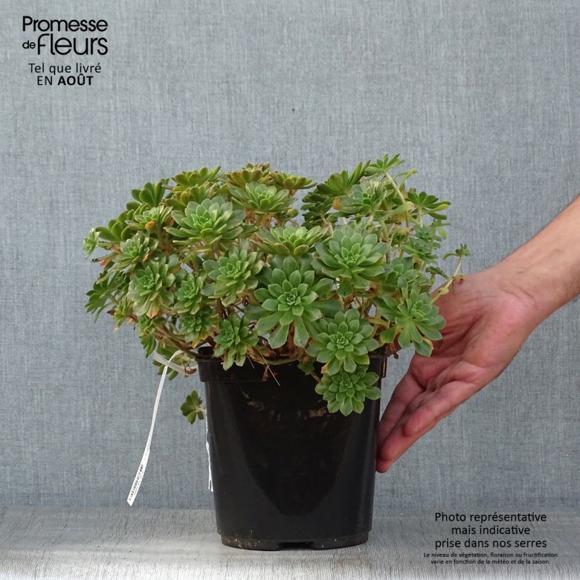 Aeonium occidentale 3L/4L pot sample as delivered in summer