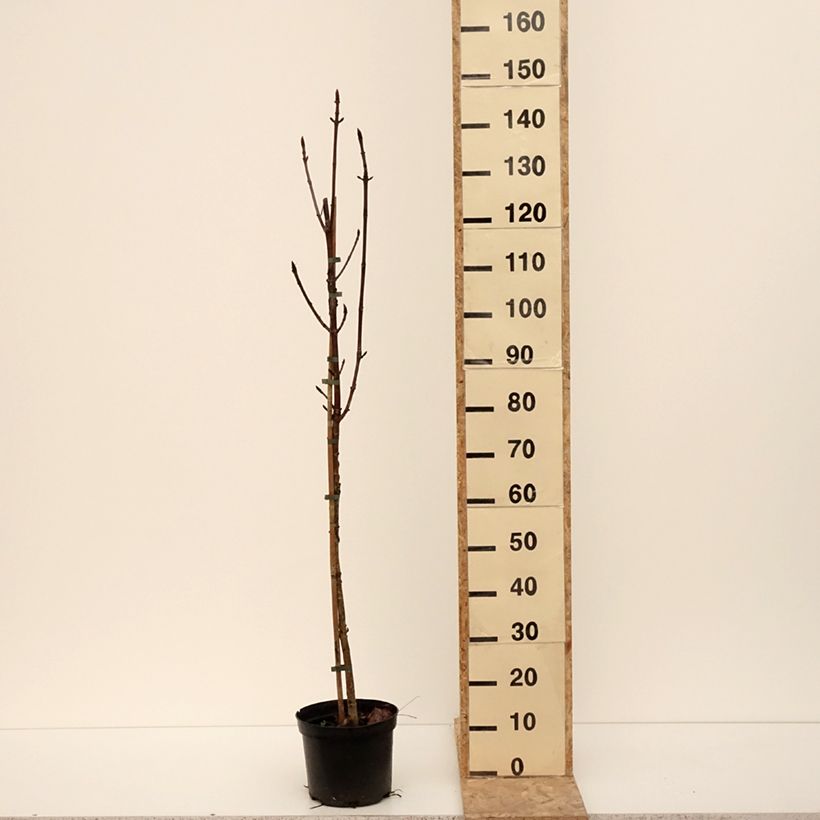 Aesculus hippocastanum Digitata - European horse Chestnut 4L/5L pot sample as delivered in winter