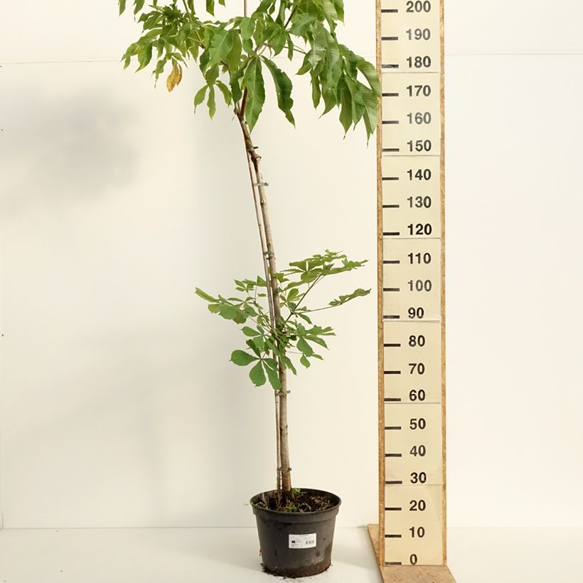 Aesculus flava - Yellow Buckeye 20L/25L pot sample as delivered in spring