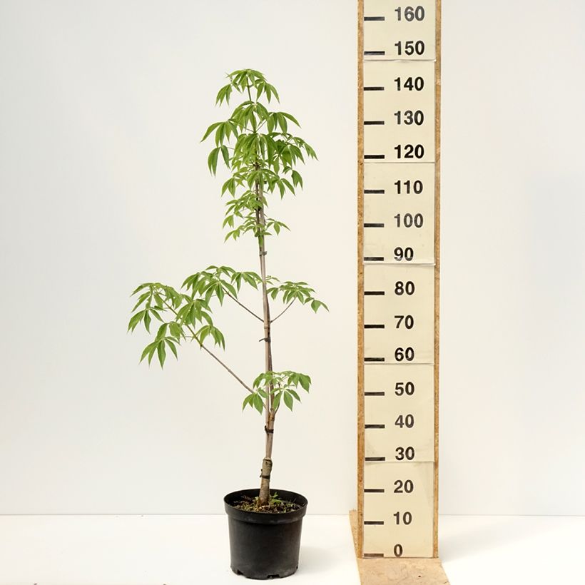 Aesculus glabra Herkenrode - Ohio buckeye 7.5L/10L pot sample as delivered in spring