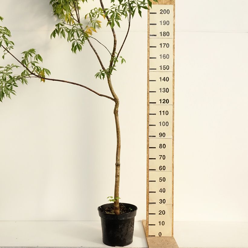 Aesculus glabra October Red - Ohio buckeye 20L/25L pot sample as delivered in spring