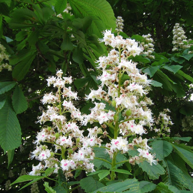 Aesculus hippocastanum (Flowering)
